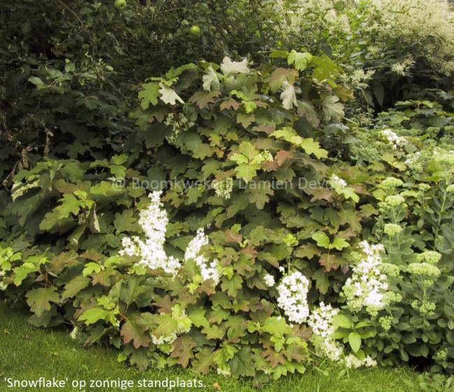 Hydrangea quercifolia 'Snowflake'