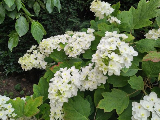 Hydrangea quercifolia 'Snowflake'