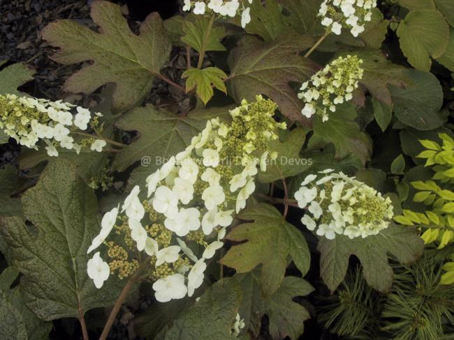 Hydrangea quercifolia 'Snow Queen'