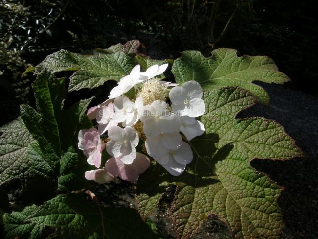 Hydrangea quercifolia 'Snow Queen'