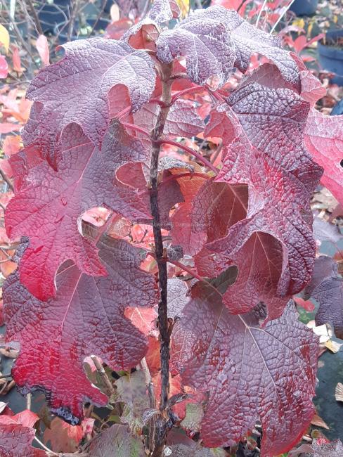 Hydrangea quercifolia 'Snow Queen'