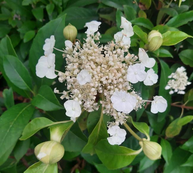 Hydrangea seemanii