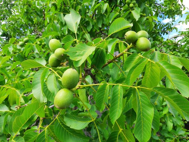 Juglans regia (cv)