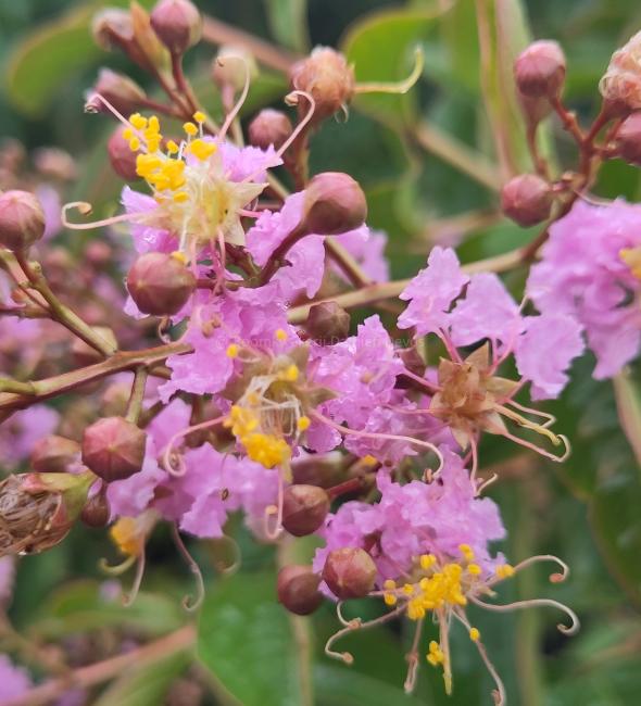 Lagerstroemia 'Muskogee'