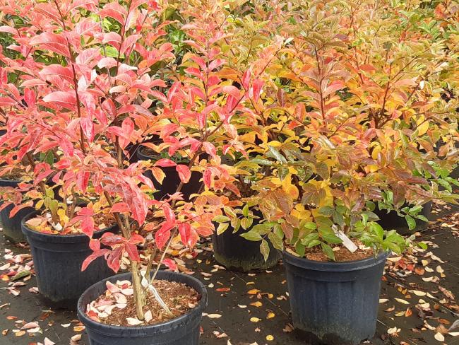 Lagerstroemia 'Muskogee'