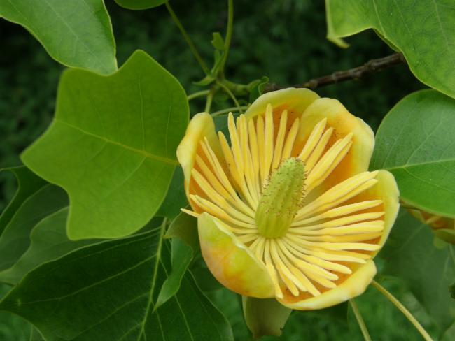 Liriodendron 'Doctor Deforce's Delight'
