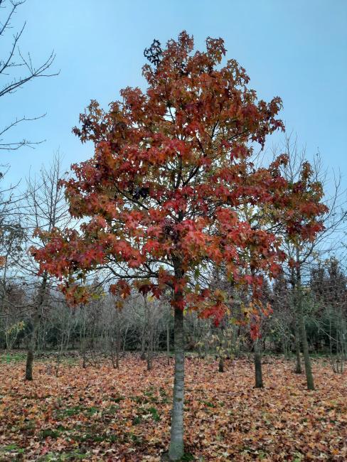 Liquidambar styraciflua 'Autumn Color Globe'