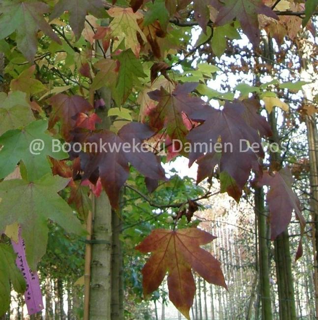 Liquidambar styraciflua