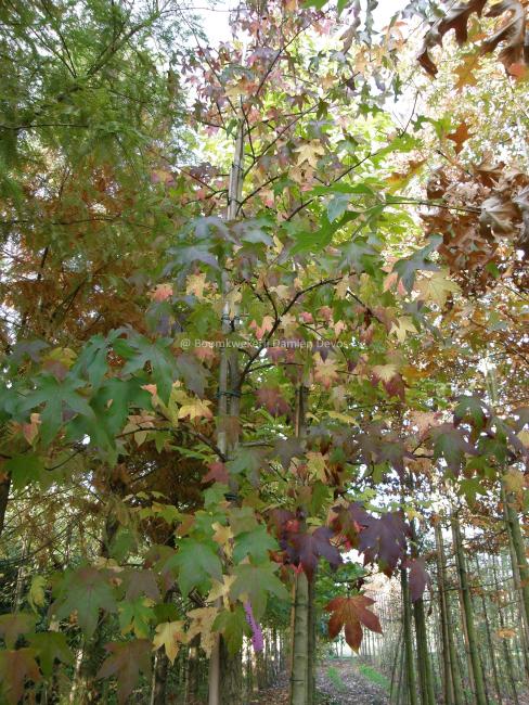 Liquidambar styraciflua