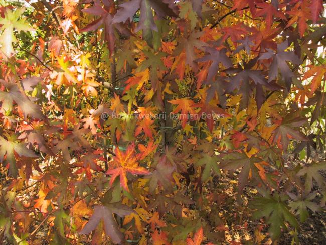 Liquidambar styraciflua 'Worplesdon'