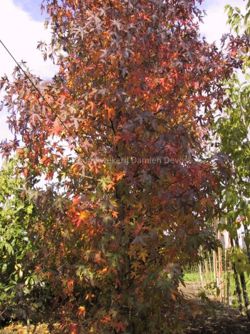 Liquidambar styraciflua 'Worplesdon'