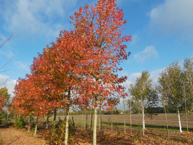 Liquidambar styraciflua 'Worplesdon'