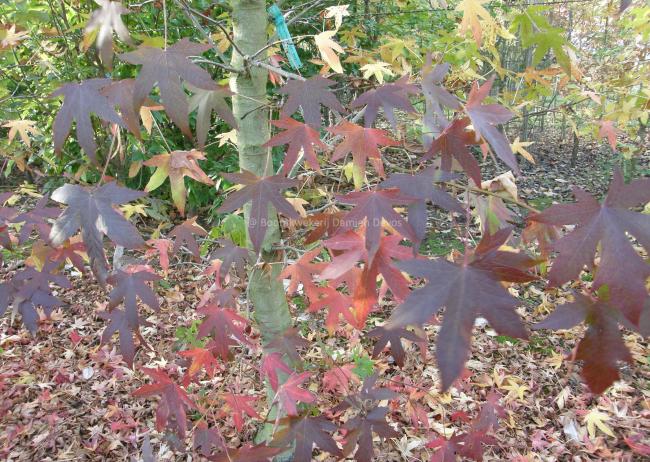 Liquidambar styraciflua 'Worplesdon'