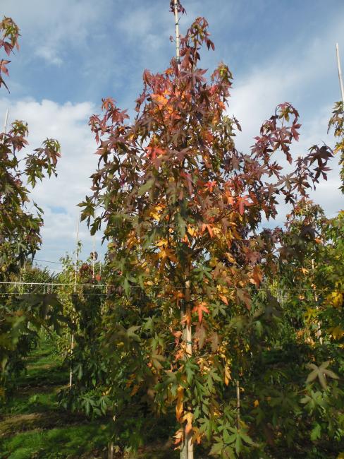 Liquidambar styraciflua 'Worplesdon'