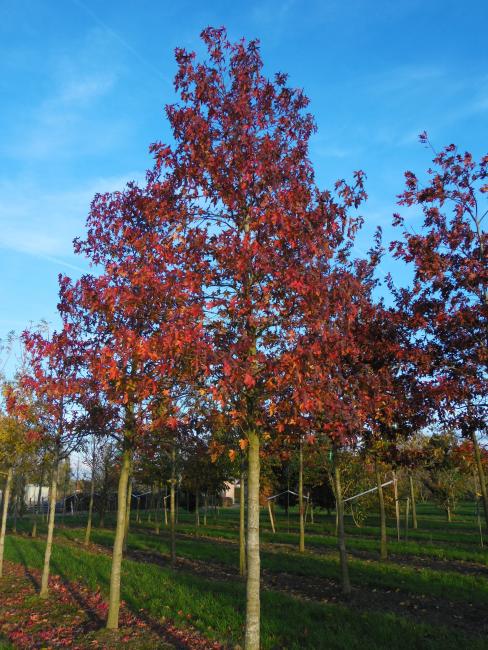 Liquidambar styraciflua 'Worplesdon'