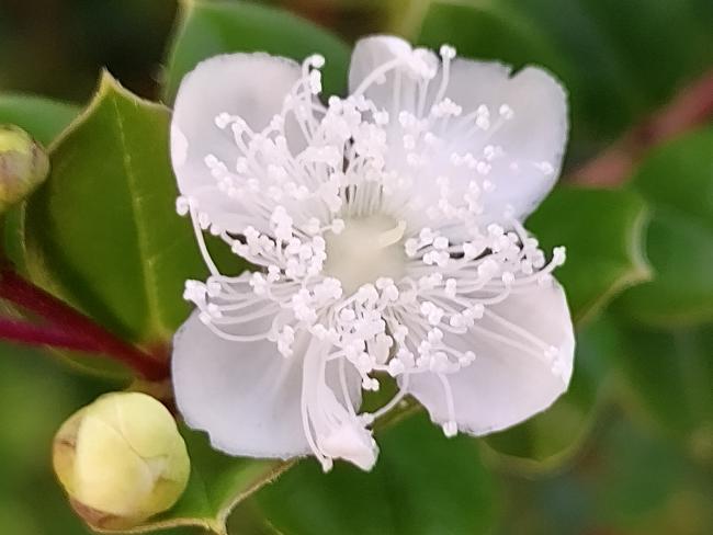 Luma apiculata (Myrtus apiculata)
