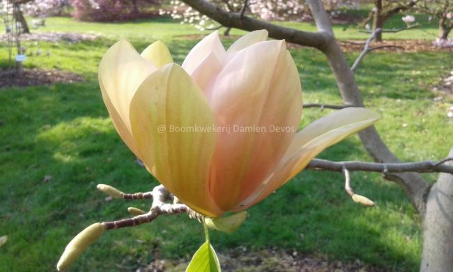 Magnolia 'Apricot Brandy'