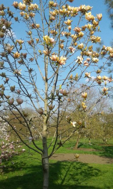 Magnolia 'Apricot Brandy'