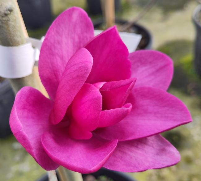 Magnolia 'Anne Leitner'