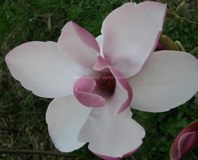 Magnolia 'Anja' (x)