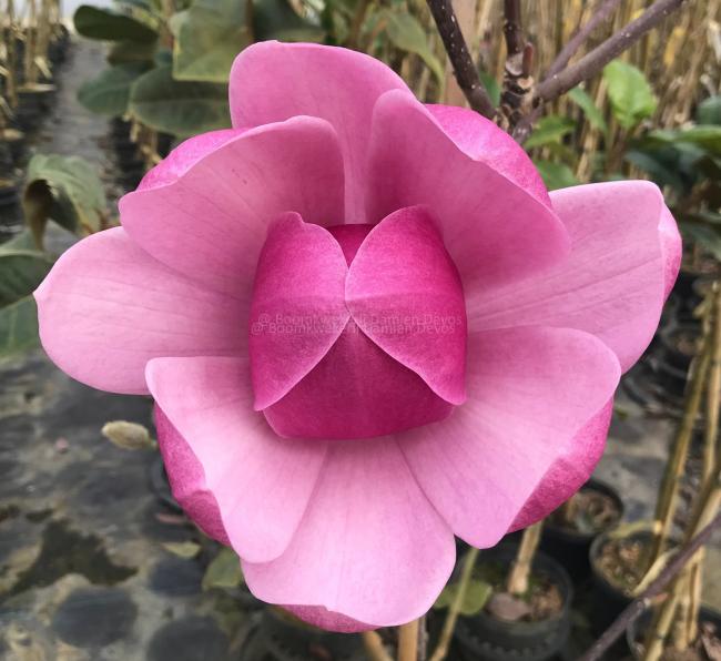 Magnolia 'Brixton Belle'