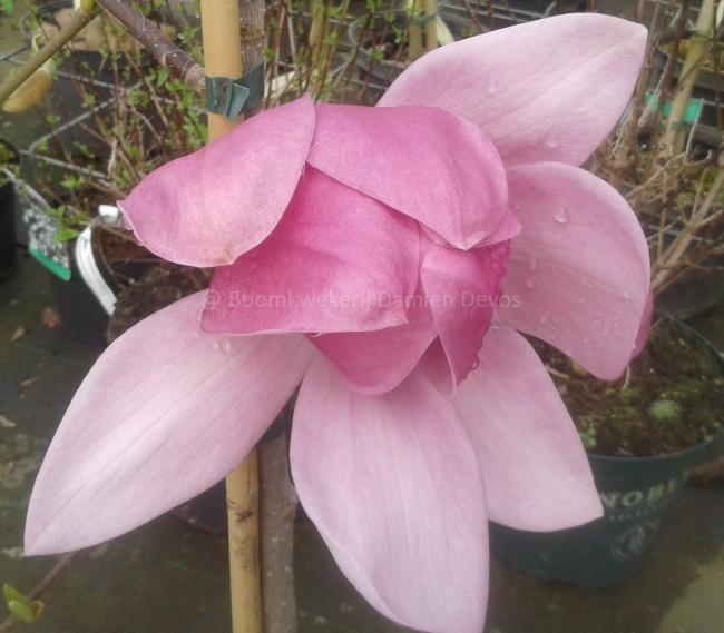 Magnolia 'Brixton Belle'