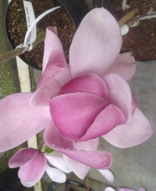 Magnolia 'Brixton Belle'