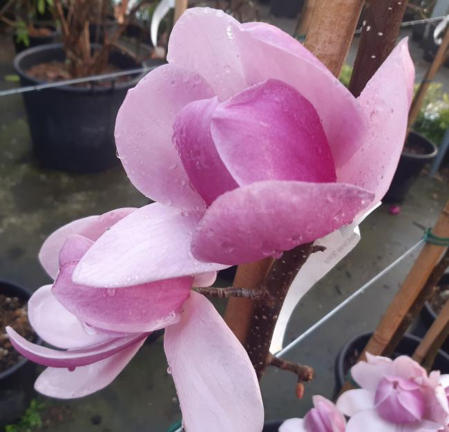 Magnolia 'Brixton Belle'