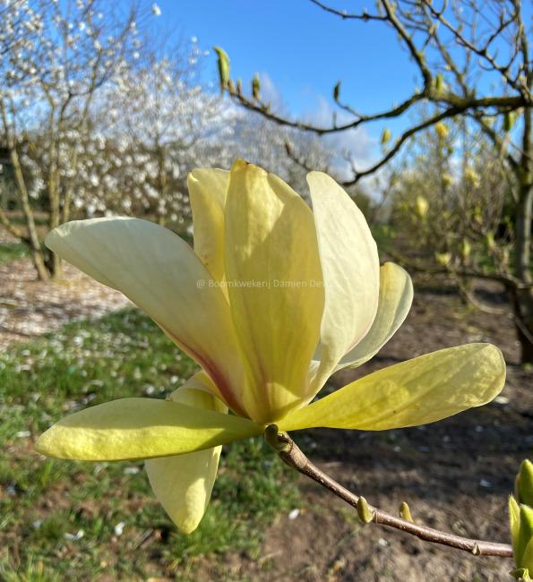Magnolia 'Banana Split' (x)