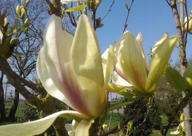 Magnolia 'Banana Split' (x)