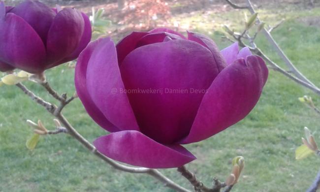 Magnolia 'Black Tulip' ®