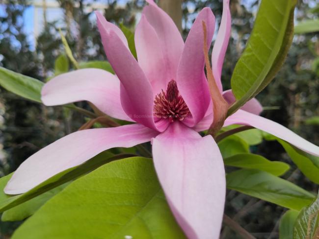 Magnolia brooklynensis 'Woodsman' (x)