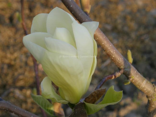 Magnolia 'Carlos'