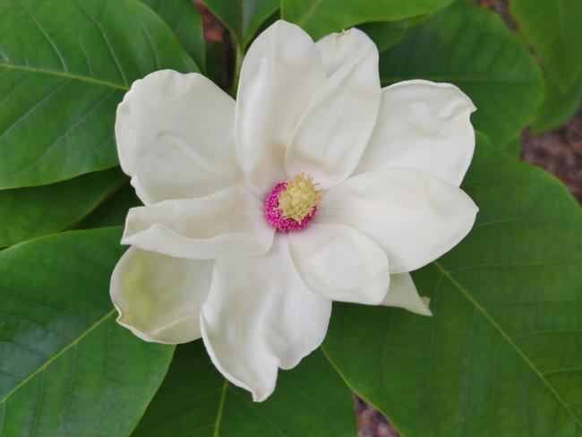 Magnolia 'Charles Coates'