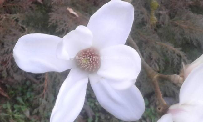 Magnolia cylindrica 'Hohman'