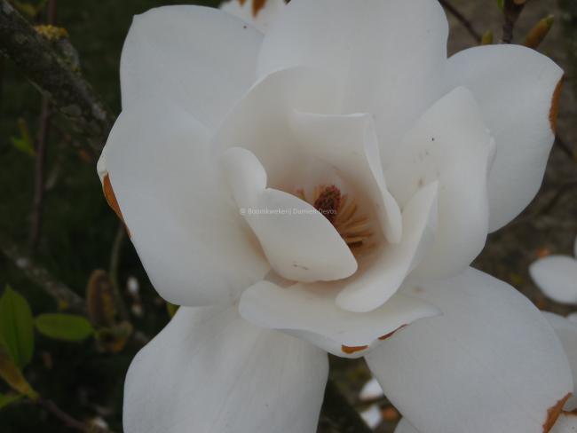 Magnolia campbellii subsp. mollicomata