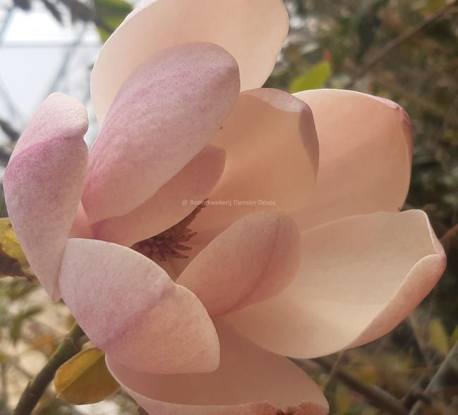 Magnolia 'Columnar Pink'