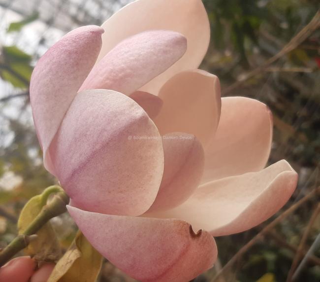 Magnolia 'Columnar Pink'