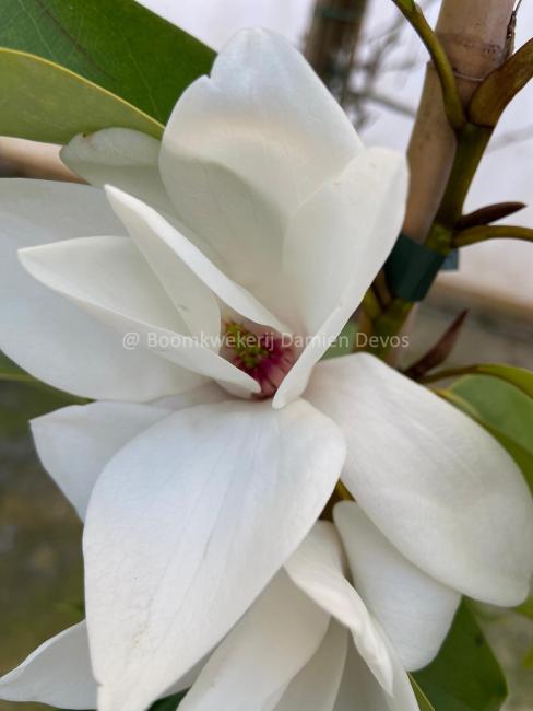 Magnolia cavaleriei var. platypetala