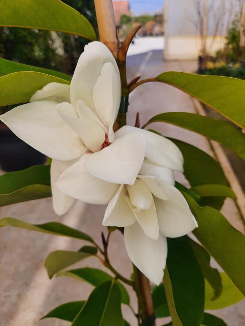 Magnolia cavaleriei var. platypetala