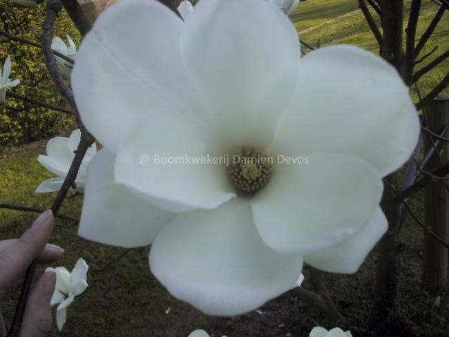 Magnolia denudata 'Boskoop'