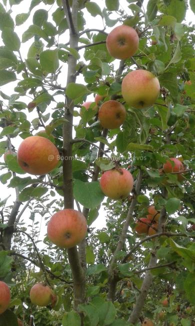 Malus domestica 'Idared'