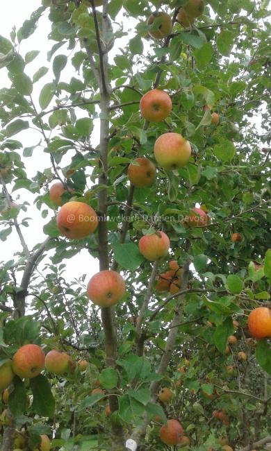 Malus domestica 'Idared'