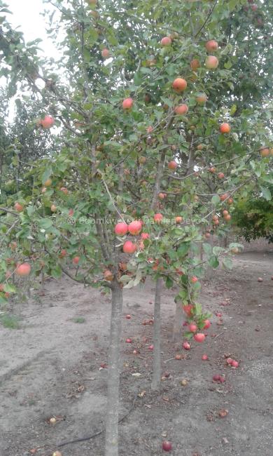 Malus domestica 'Idared'