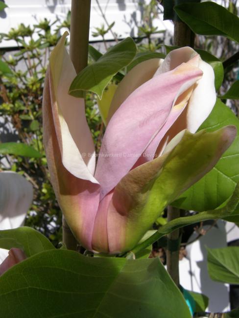 Magnolia 'Eva Maria' (x)