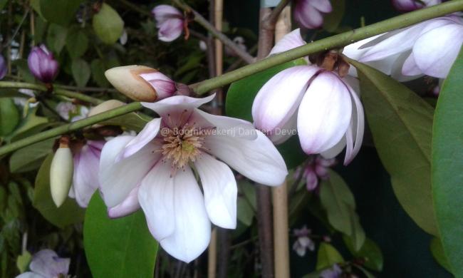 Magnolia 'Fairy Blush' ®