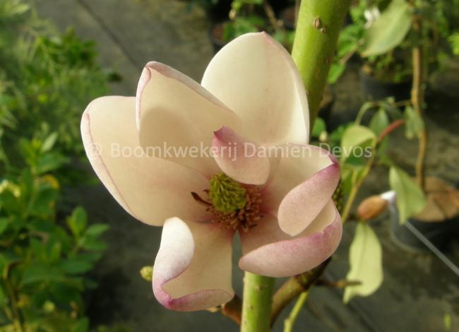 Magnolia foggii 'Jack Fogg' (x)