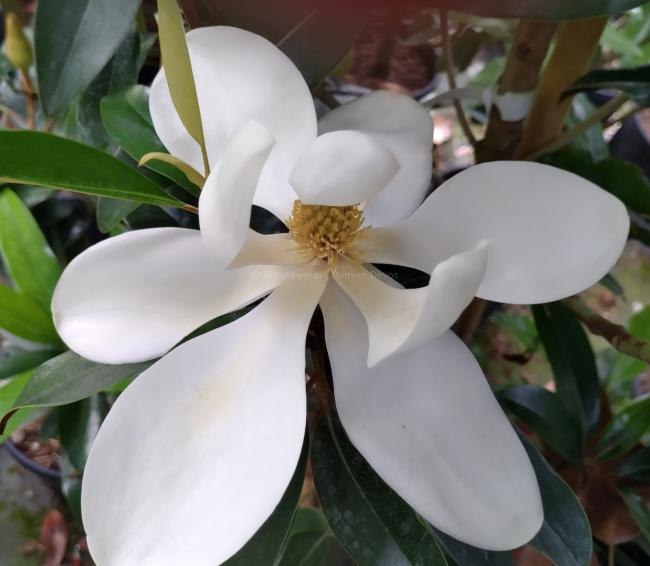Magnolia grandiflora 'Alta' ®