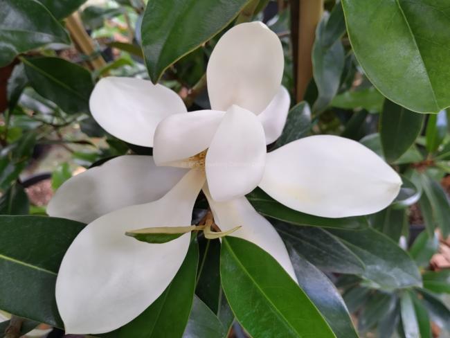 Magnolia grandiflora 'Alta' ®