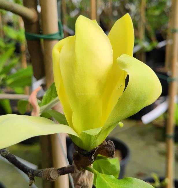 Magnolia 'Green Bee'